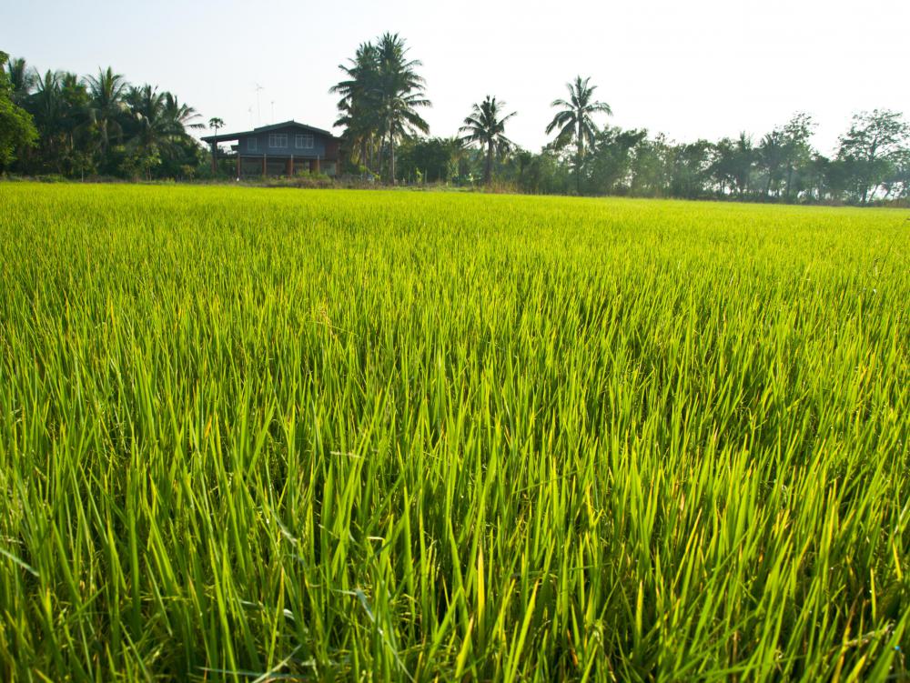 A field of rice.