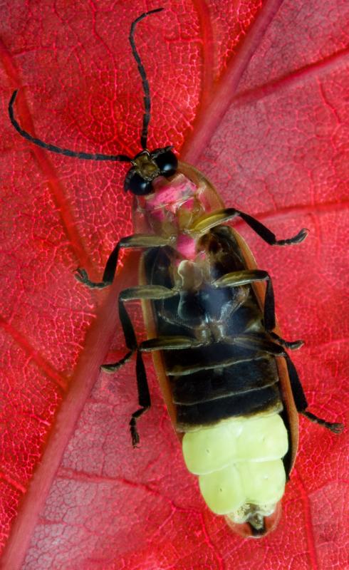 The bioluminescence of a firefly allows it to glow in the dark.