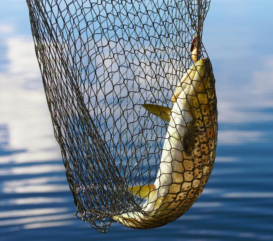 Many fly fishermen use a landing net to bring in fish.