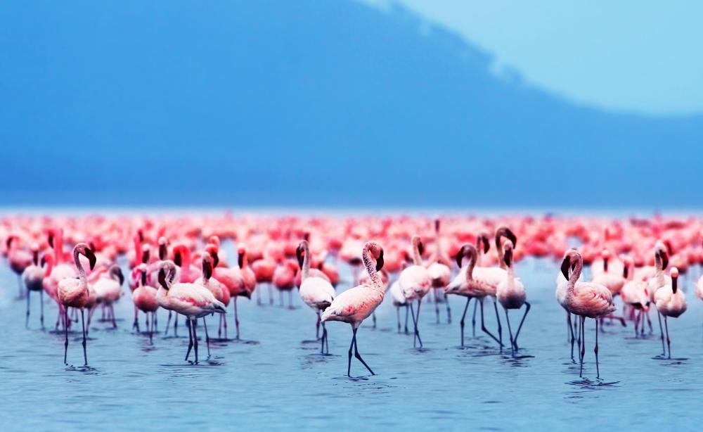 Scientist infer models of human behavior from studies of animal flocks and herds.