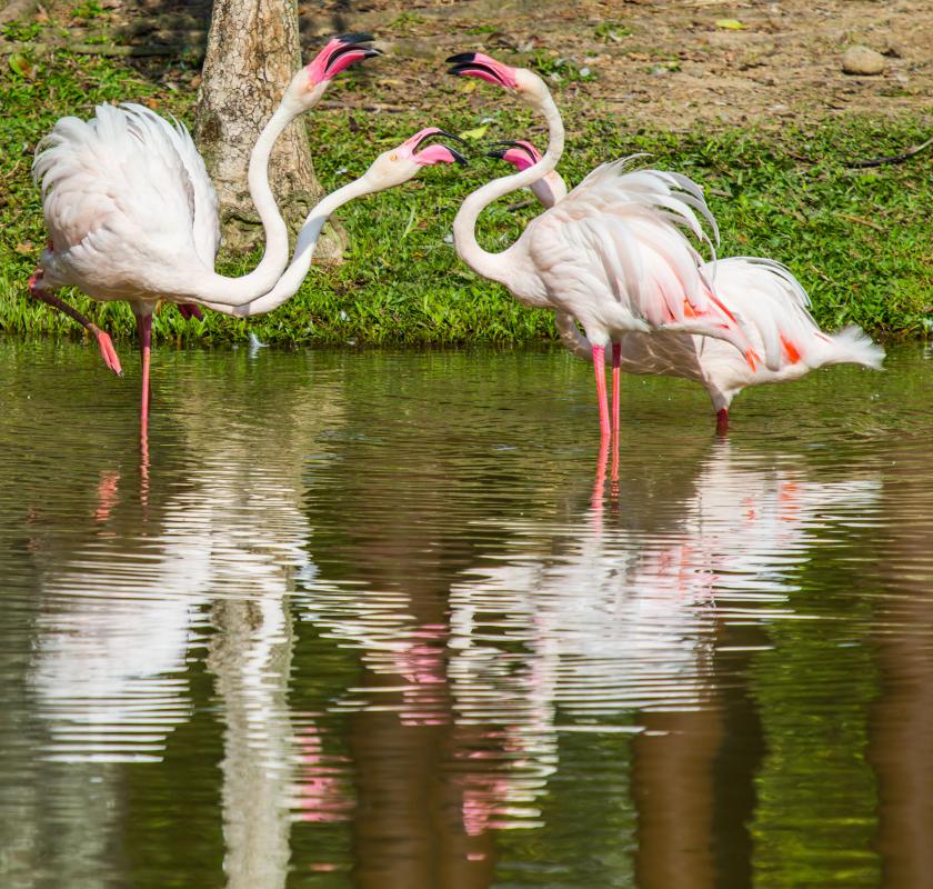 Pink flamingos get their distinctive coloring from the krill they consume.