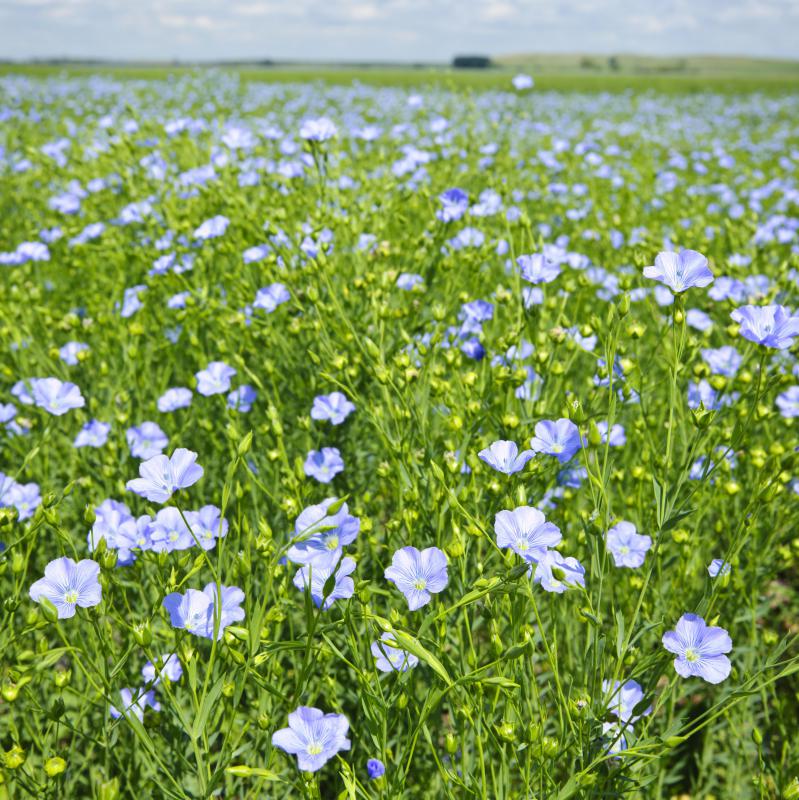 Flax plants are one type of raw material used by weavers.