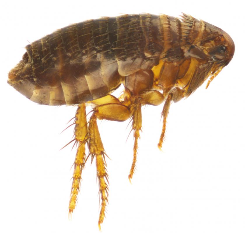 Considered a major pest to pets such as dogs, fleas bite and suck the blood of humans and animals, sometimes causing allergic reactions.