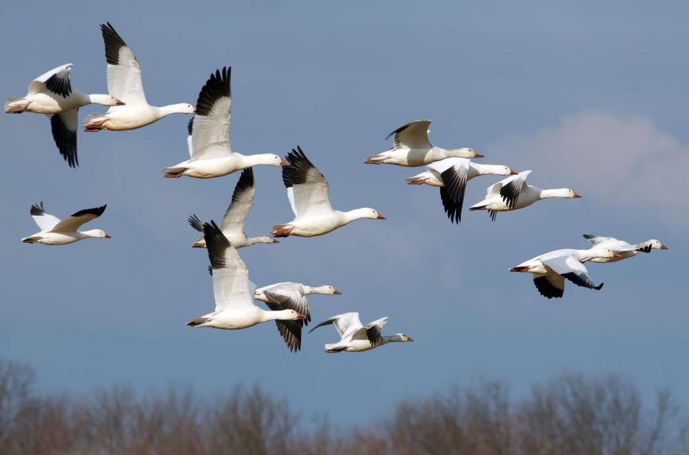 If a flock of birds gets separated during a storm, and one group lands at the intended destination, the other at an isolated island where they evolve to thrive on said island, they are considered to have undergone divergent evolution: one original species has evolved into two.