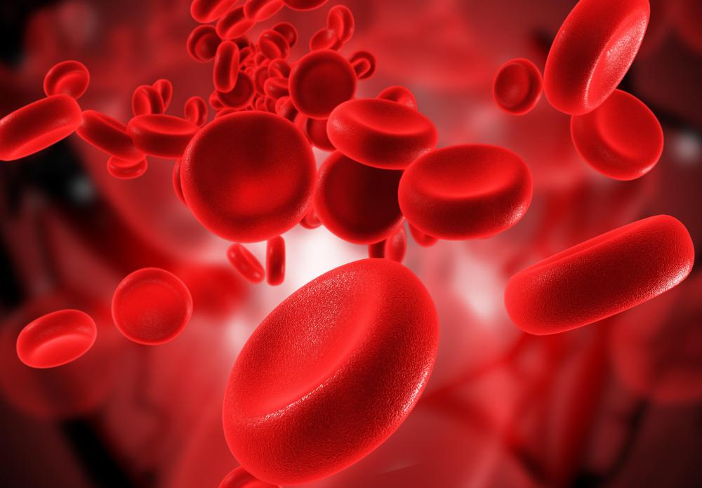 Blast cells eventually become either red or white blood cells.