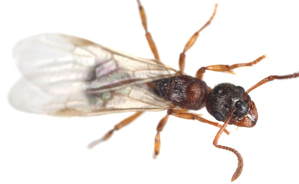 A flying ant, which an entomologist might study.