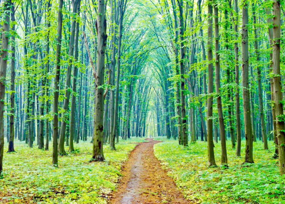 Human eyes are most sensitive to green light which may influence mood hormones.