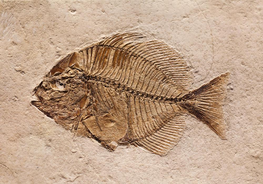 The fossil record is highly consistent with Charles Darwin's theory of evolution.