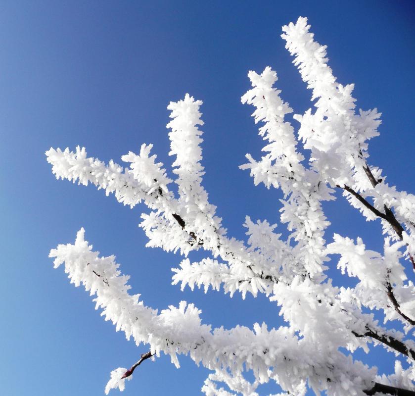 Freezing fog may cause ice crystals to form on trees.