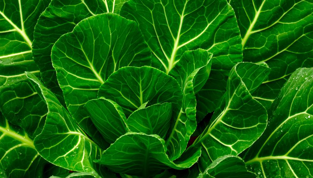 Collard greens can be grown all year in temperate areas.