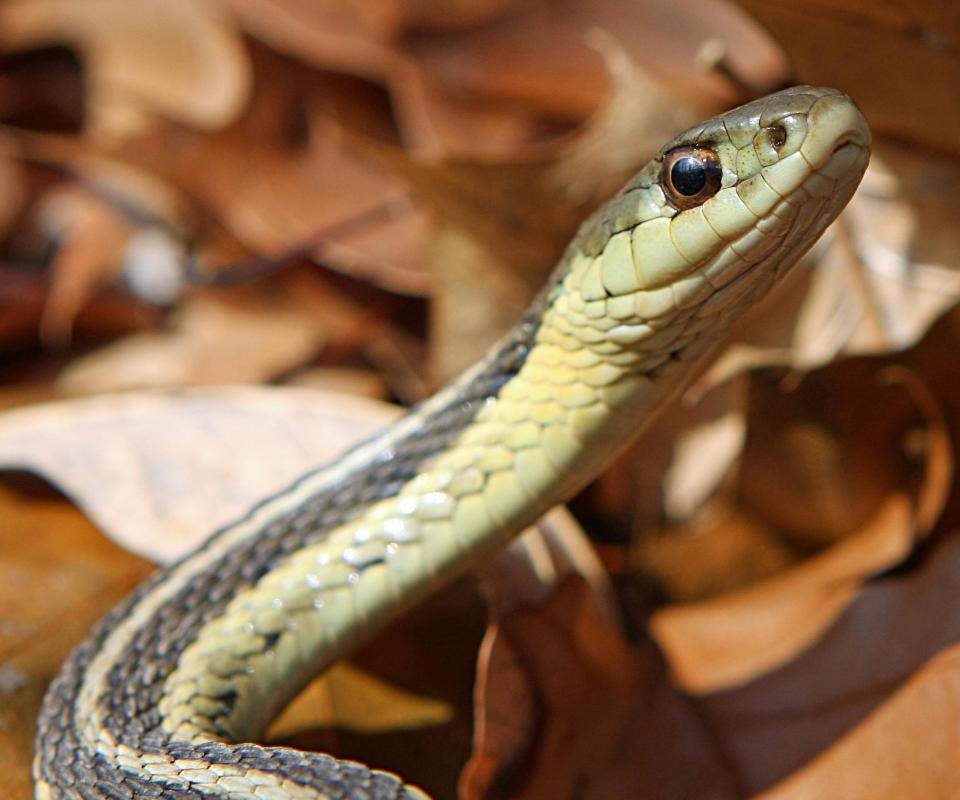 Repeatedly exposing an individual to the presence of a snake when that individual has a fear of snakes while practicing a relaxation procedure is an example of reciprocal inhibition.