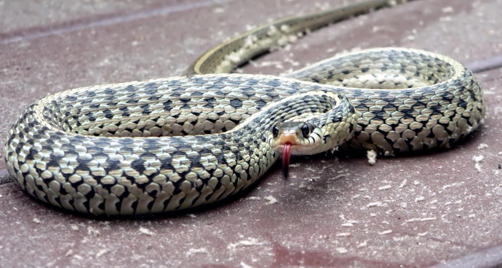 Garter snakes have developed a resistance to a xenobiotic produced by rough-skinned newts.