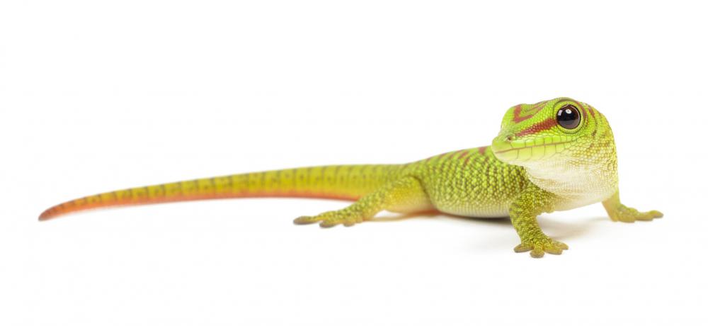 Melanin is an important factor in internal temperature control for lizards.