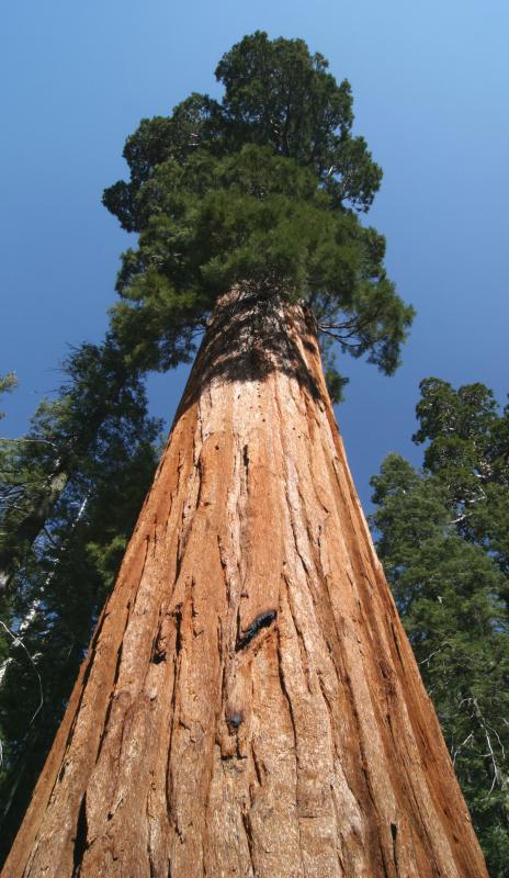 A giant sequoia, one of California's state trees.
