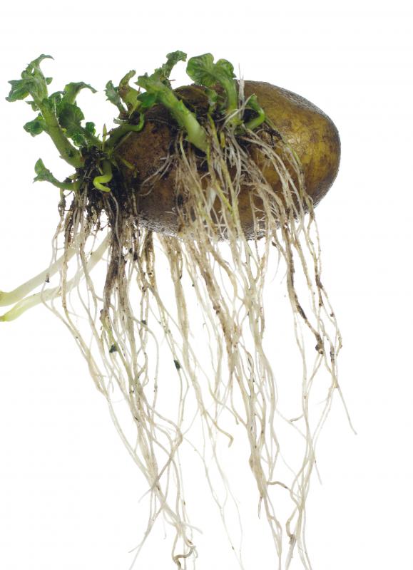 Solanine is found in nightshade plants such as potatoes and eggplant.