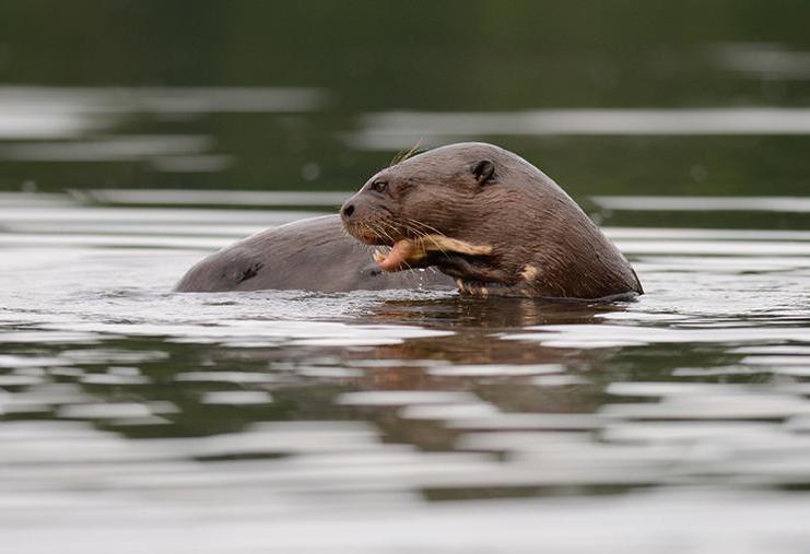 The giant otter flourishes in the Amazon Basin.