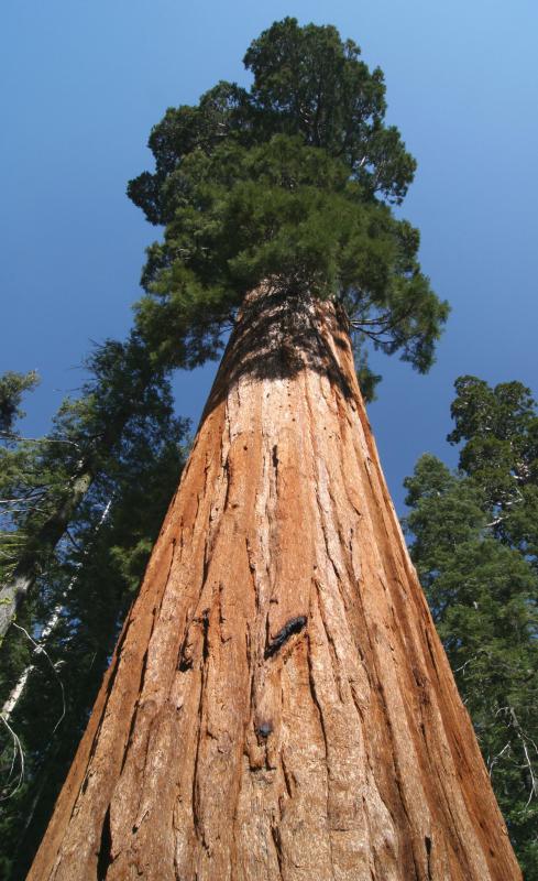 Tannic acid is naturally present in sequoia wood.