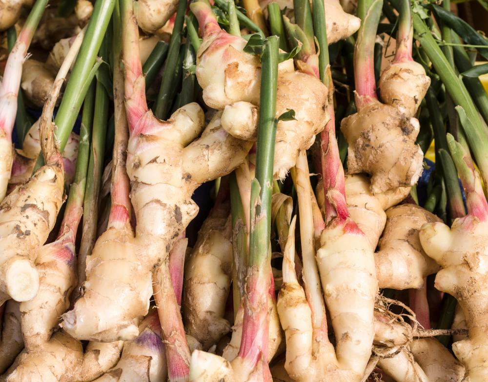 Ginger is a rhizome.
