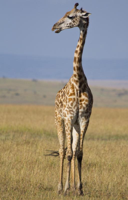 Giraffes live in the Congo Rainforest.