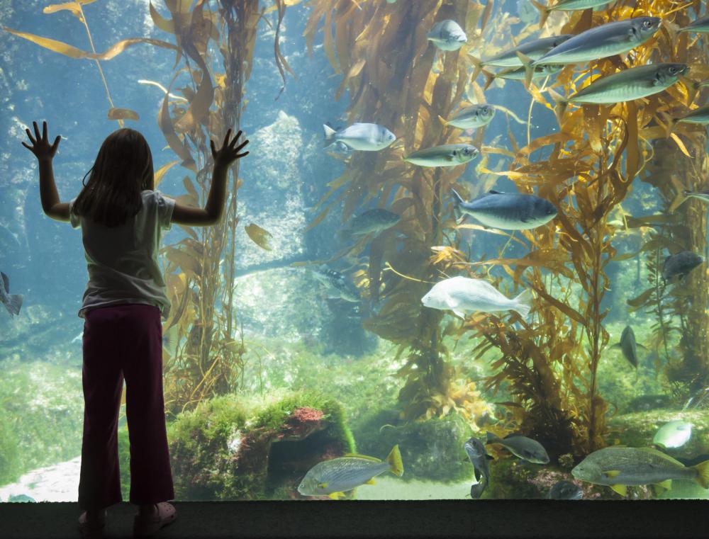 A trip to an aquarium is an educational family excursion.