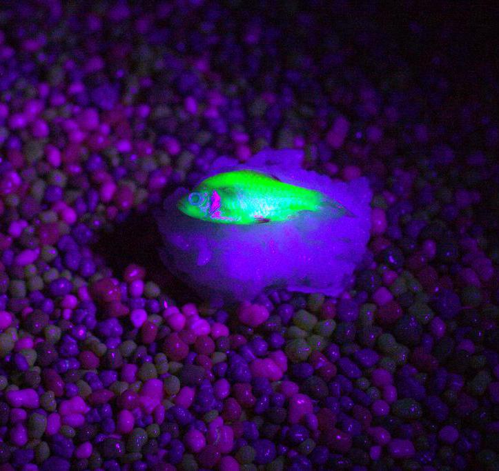 Recombinant DNA was used to create GloFish.