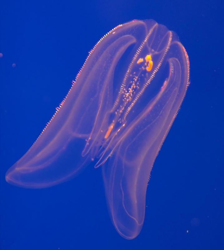 Many of the animals that live in the aphotic zone are bioluminescent, which means they glow in the dark.
