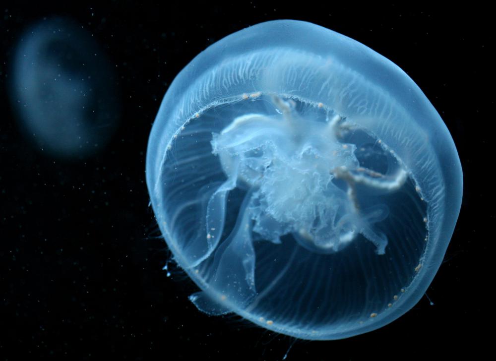 Bioluminescent jellyfish often populate the aphotic zone of the ocean.