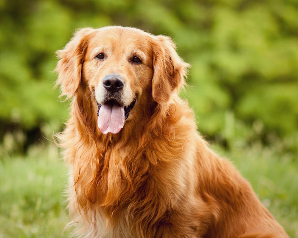 Some locket's may contain photos of pets.