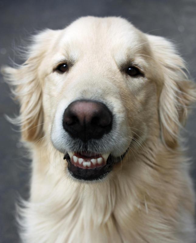 The interior of a dog's nose has a higher surface area, which allows more space for smells to come into contact with olfactory cilia.