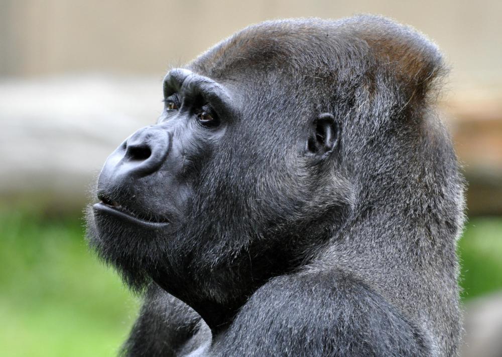 Sympathetic vomiting has been observed among apes.