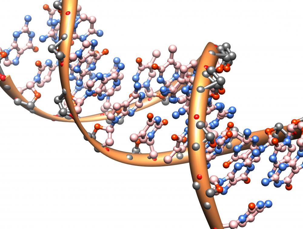 Thymine is one of the four bases of a DNA molecule.