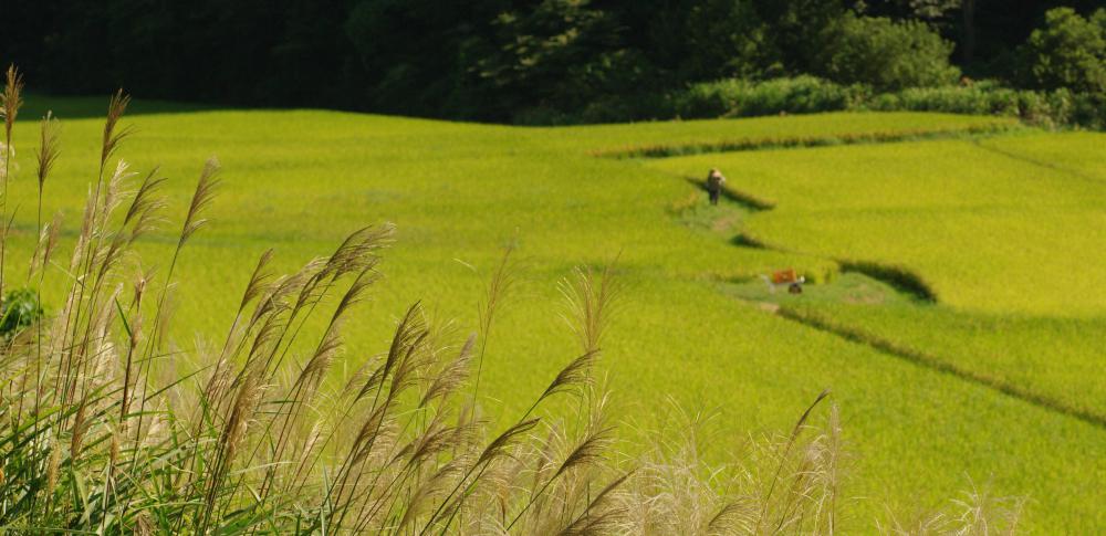 The pampas are a large area of grassy plains in South America.