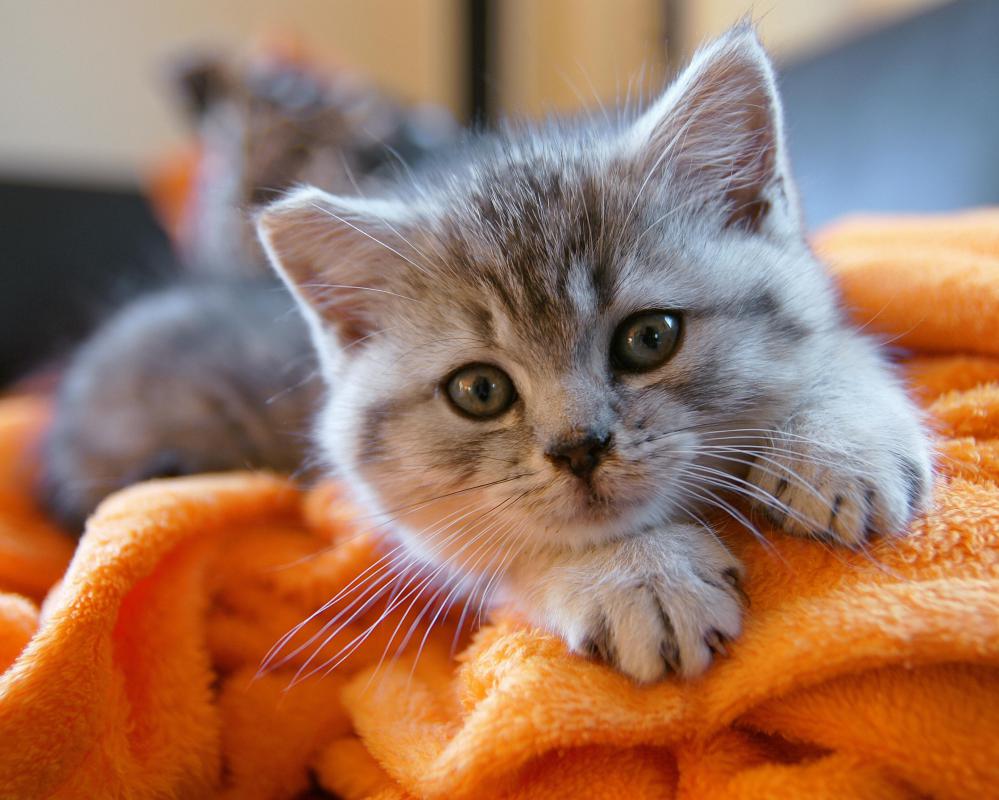 Ion therapy can be used to remove allergens, like pet dander, from the air.