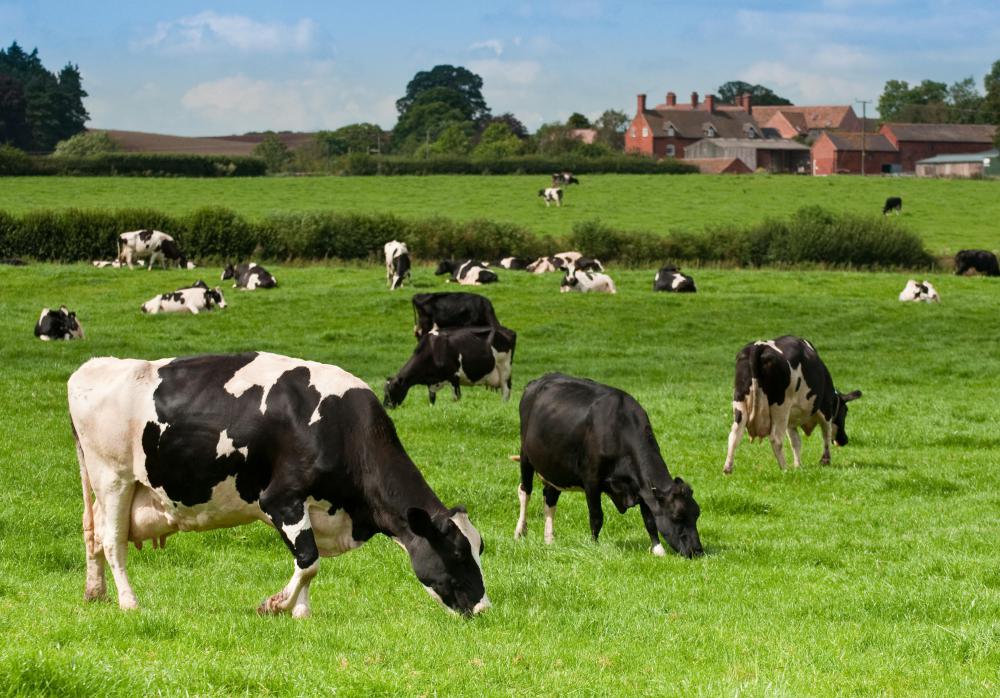 Grazing cattle may become very sick after the consumption of hemlock.