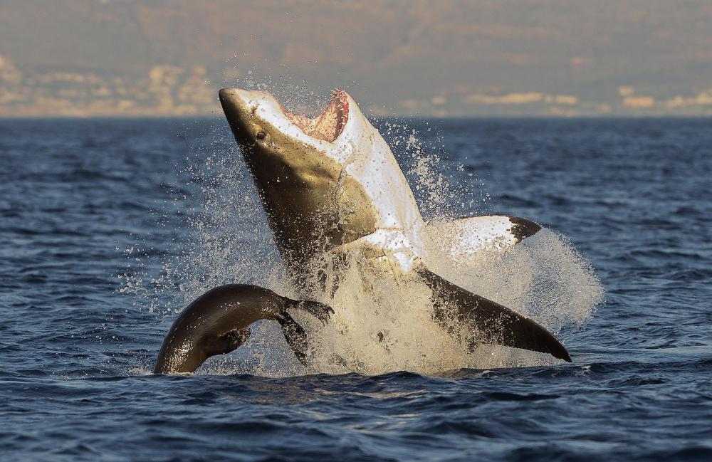 The great white shark is one of many living predators that will attack people.