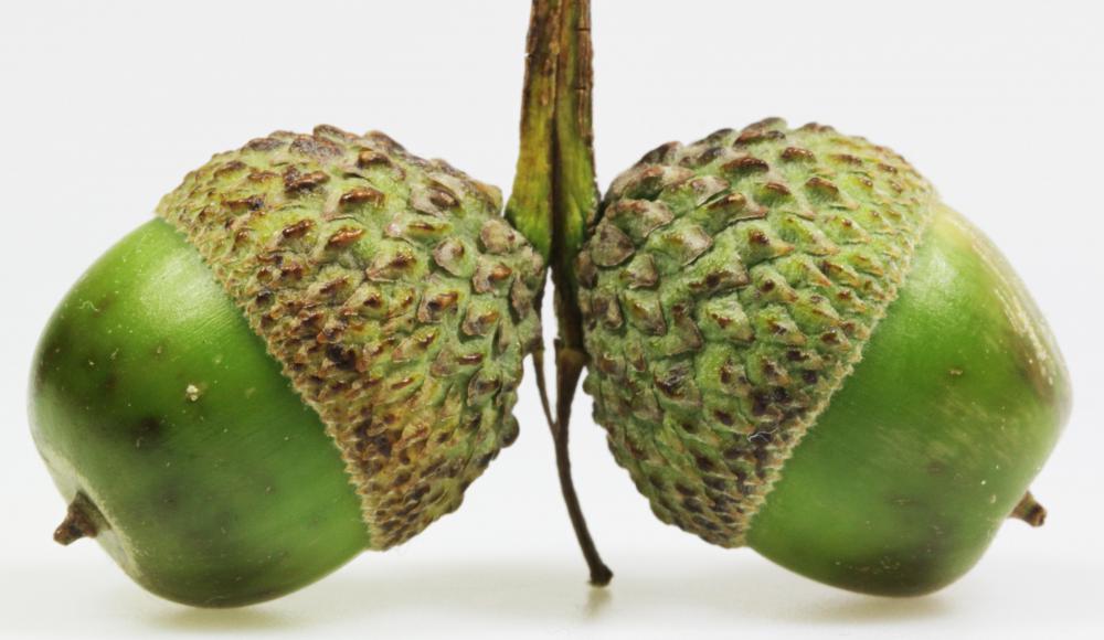 Acorns are often used for good luck charms.