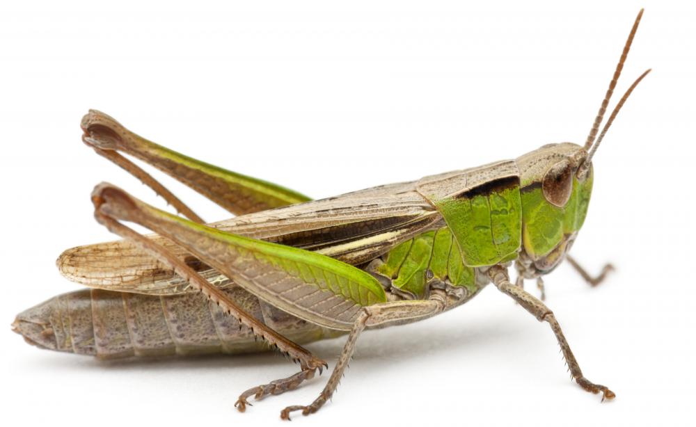 Grasshoppers were part of the Miwok indians' diet.