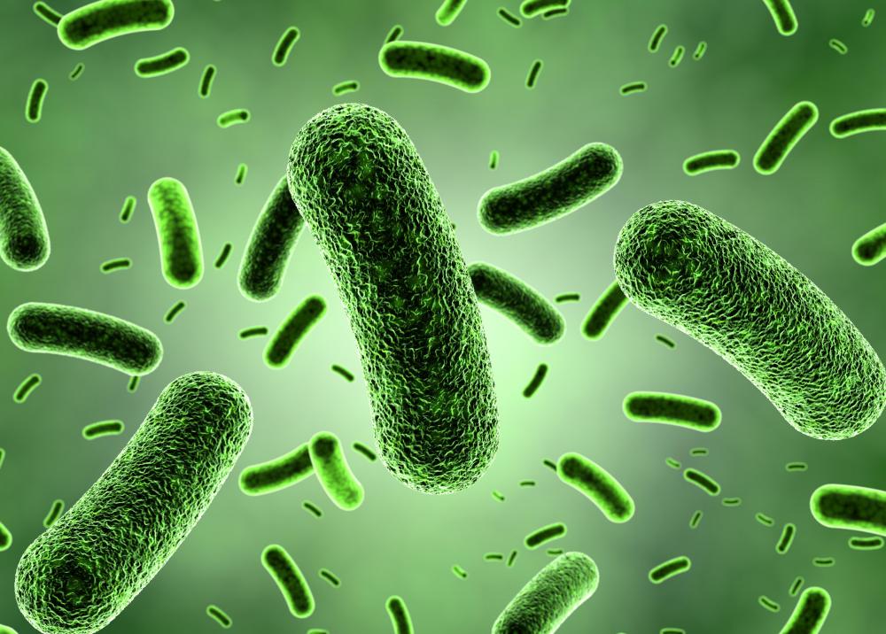 Live active cultures of good bacteria are the most beneficial.