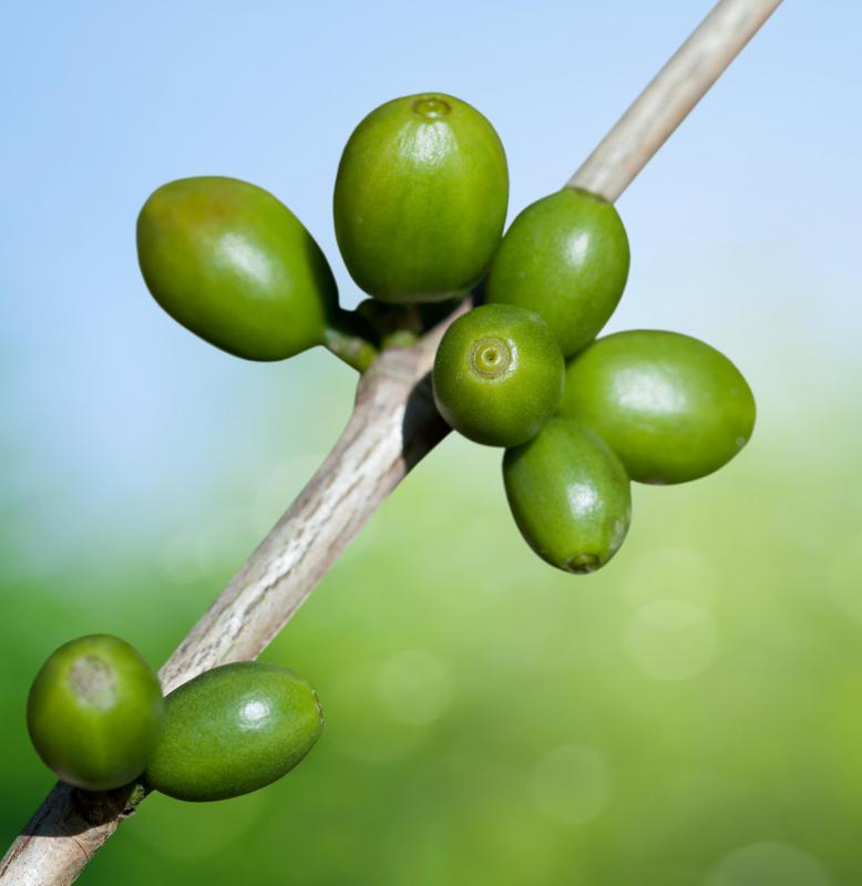 Chlorogenic acid can be found in green coffee beans.