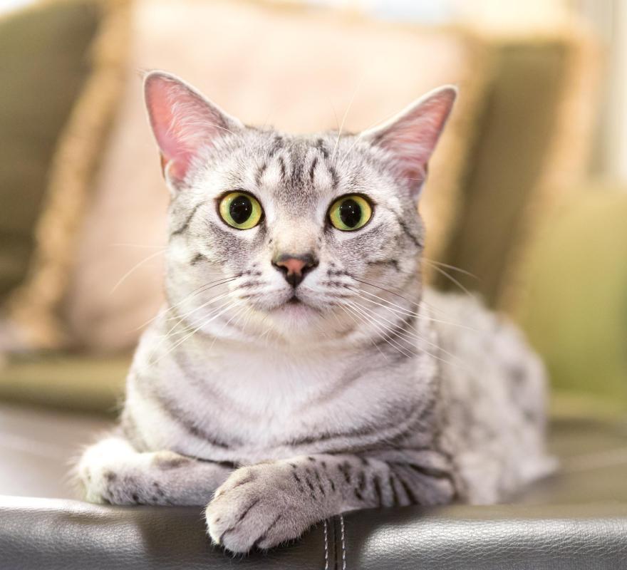 Dental resorption is very common in cats.