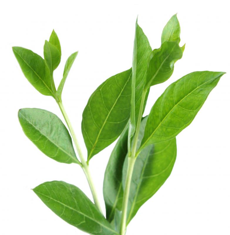 Fresh henna leaves.