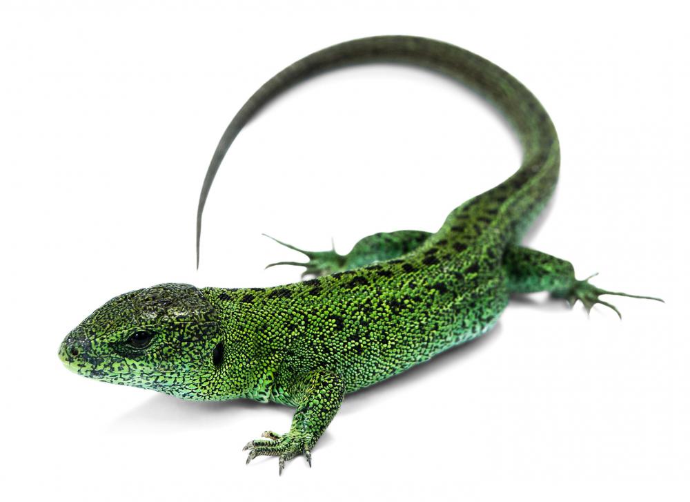 Paul D. MacLean's research revealed that the basal ganglia in the base of the human brain resembled the brain of lizards and other reptiles.