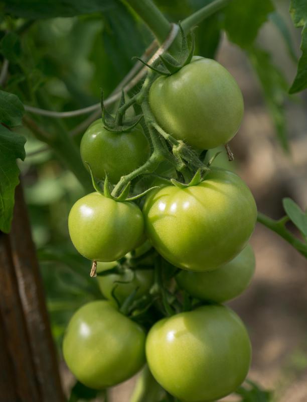 Green tomatoes are less acidic than red tomatoes.