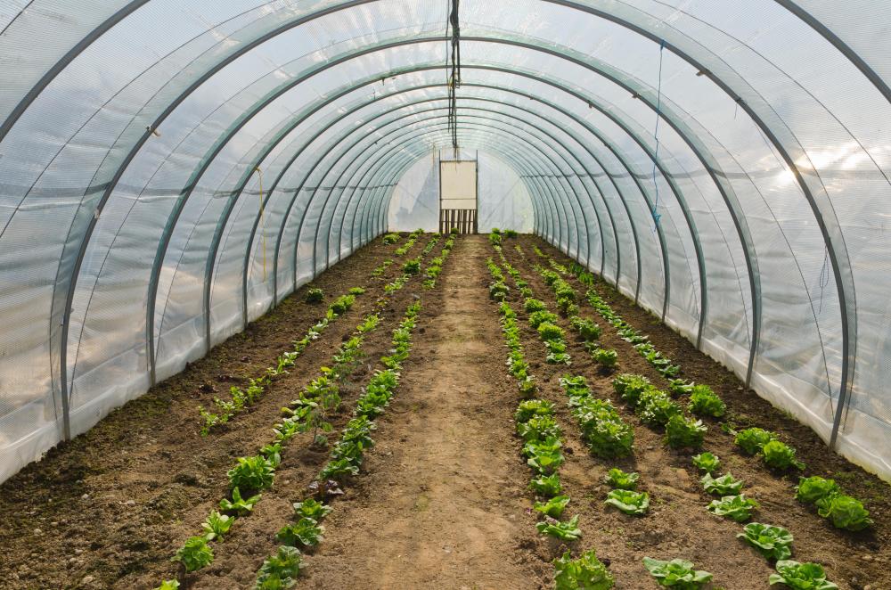 Some commercial gardeners install temporary hoop greenhouses to extend the growing season of a number of crops.