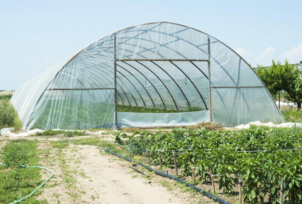 Greenhouses protect plants from the elements.