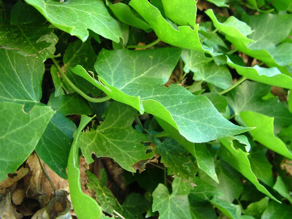 Ivy makes good ground cover.