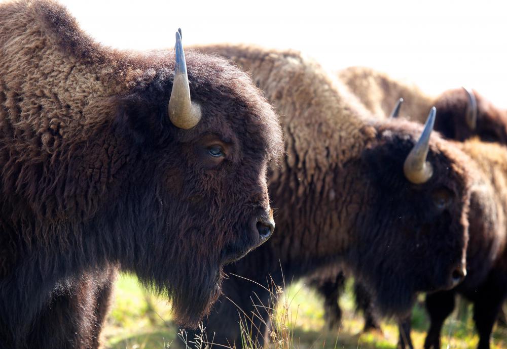 The Wichita tribe likely hunted bison.