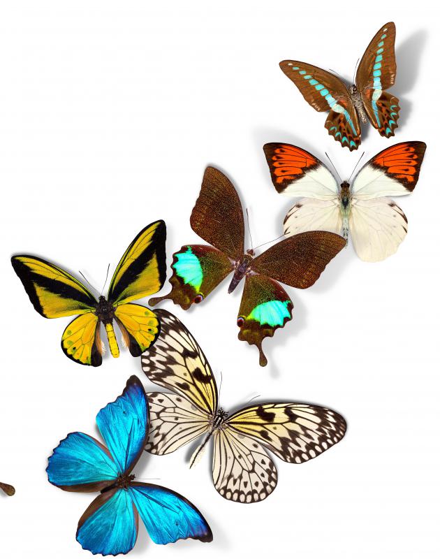 Bacterial insecticides can cause damage to butterfly populations.