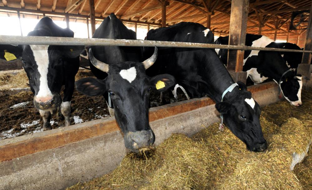 Whole-fat dairy products should be avoided by anyone who has gallstones.