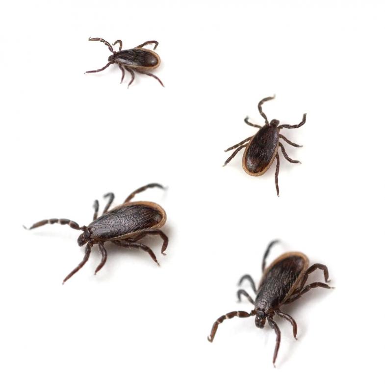 Lyme disease, which is transmitted by deer tick bites, may cause pain in the arms and legs.